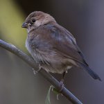 Manakin.jpg
