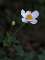 WhiteFlower.jpg