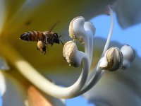 Bee2.jpg