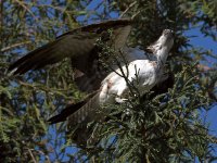 Osprey.jpg