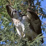 Osprey12.jpg