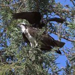 Osprey16.jpg