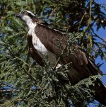 Osprey19.jpg
