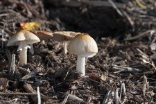 DSC_5066.jpg