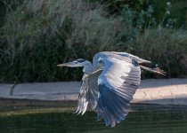 DSC_5485.jpg
