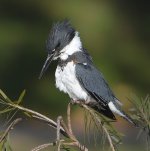 Kingfisher9.jpg