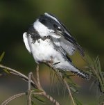 Kingfisher10.jpg