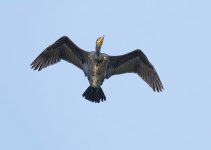 DSC_4461.jpg