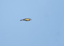 DSC_5687c.jpg