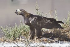_ROY4337_01.jpg