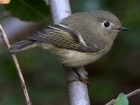 RCK4.jpg