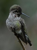 Hummer5.jpg