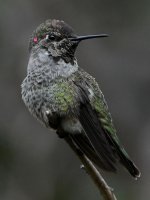 Hummer9.jpg