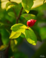 red-one-1-2.jpg