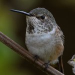 Hummer37.jpg
