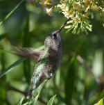 Hummer8.jpg