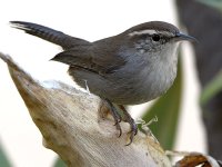 Wren3.jpg