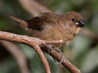 Manakin3.jpg