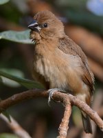 Manakin10.jpg