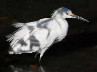 Egret4.jpg