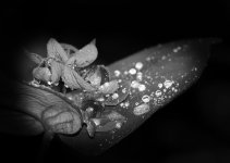 DSC_951.jpg