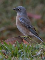 Bluebird.jpg