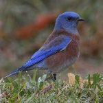 Bluebird2.jpg
