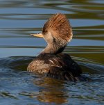 Merganser.jpg