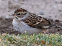 Sparrow2.jpg