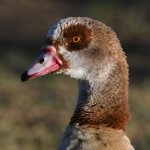 Goose.jpg