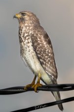 Hawk-1.jpg