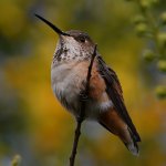 Hummer3.jpg