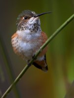 Hummer50.jpg