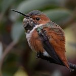 Hummer45.jpg