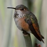 Hummer49.jpg