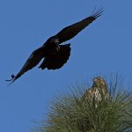Hawk5.jpg
