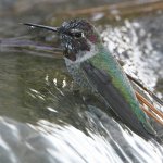 Hummer3.jpg