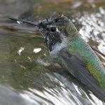 Hummer6.jpg