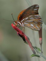 Frit.jpg