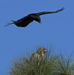 Hawk9.jpg