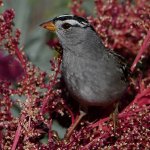 Sparrow7.jpg