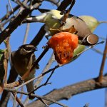 Waxwing4.jpg