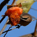 Waxwing7.jpg