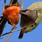 Waxwing21.jpg