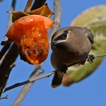 Waxwing22.jpg