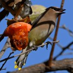Waxwing19.jpg