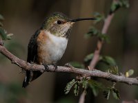 Hummer4.jpg