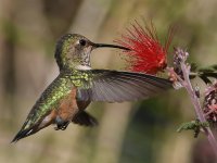 Hummer22.jpg