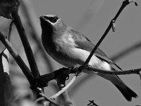 WaxwingBW.jpg