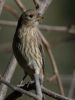 Finch3.jpg